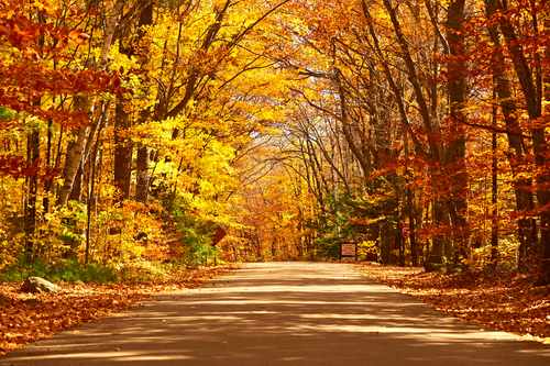 Read more about the article The Autumn Trees Analogy Of “Letting Go!”