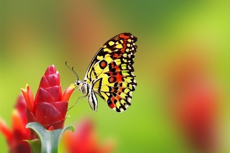 Read more about the article The Butterfly Story
