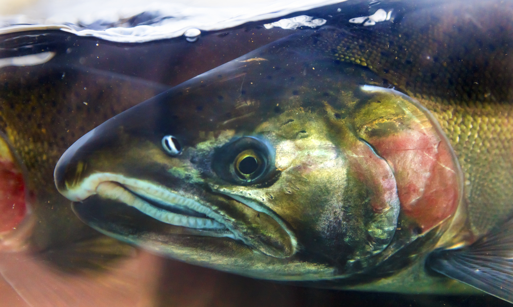 You are currently viewing The Amazing Fish Story! Salmon Migration