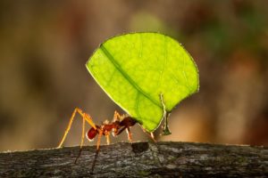 Read more about the article The Ant Philosophy
