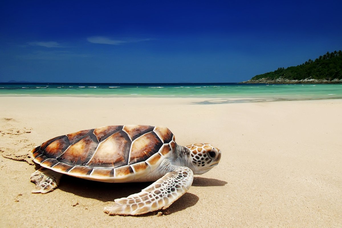 Read more about the article What Turtles Can Teach Us