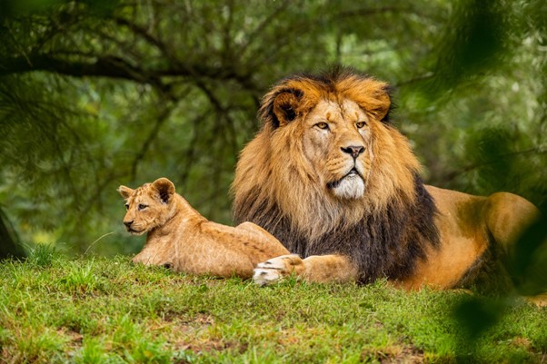 You are currently viewing <strong>The Powerful Message From The King of The Jungle! </strong>