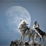The Legend of Two Wolves —Which One Will You Feed?