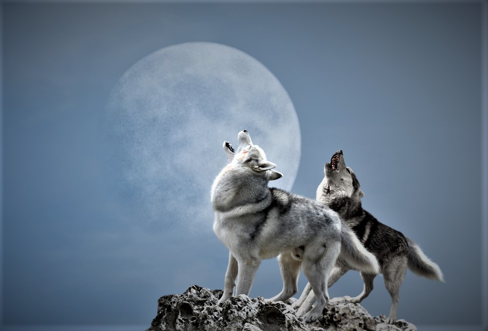 The Legend of Two Wolves —Which One Will You Feed?