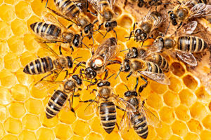 Read more about the article Bee Hives—The Incredible Sweet Success of Honeybees