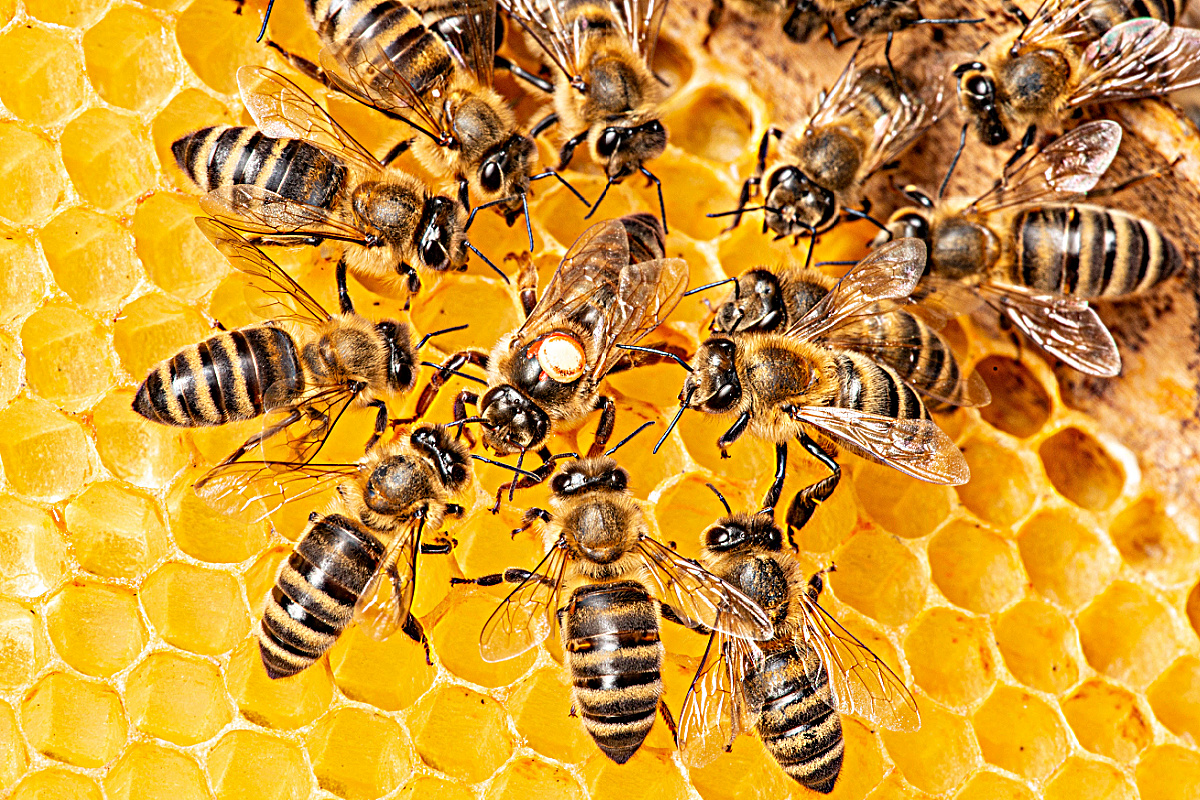 You are currently viewing Bee Hives—The Incredible Sweet Success of Honeybees