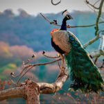 Get Inspired By Peacocks – It’s Not Just About The Feathers!
