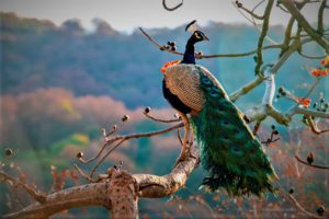 Read more about the article Get Inspired By Peacocks – It’s Not Just About The Feathers!