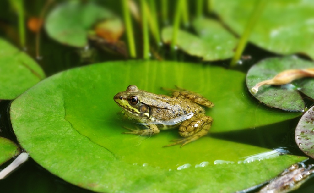 How Nature Reflects Society: Understanding Ecological Oppression
