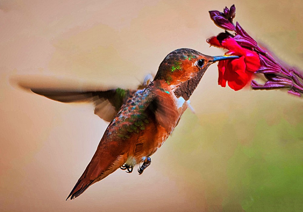 The Hummingbird’s Whisper and Life’s Simple Truths